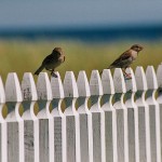 birds-on-a-fence