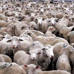 herd