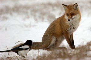 courage-fox-and-bird