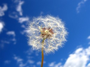 dandelion-wishes