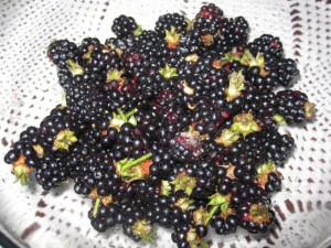 blackberries 2014