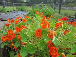 nasturtium in the garden