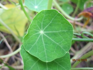 nasturtium leaf