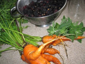 blackberries carrots and mint