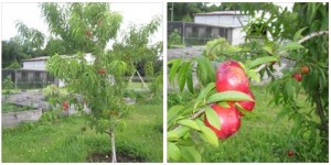 nectarine tree