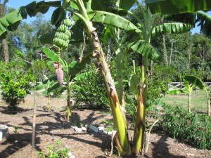 2015 banana tree with fruit
