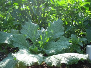 borage