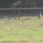florida cranes 2014 pasture