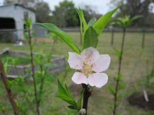 peach bloom 2015