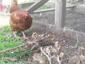 sunflower seeds and chickens