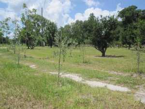 view from the pasture to road